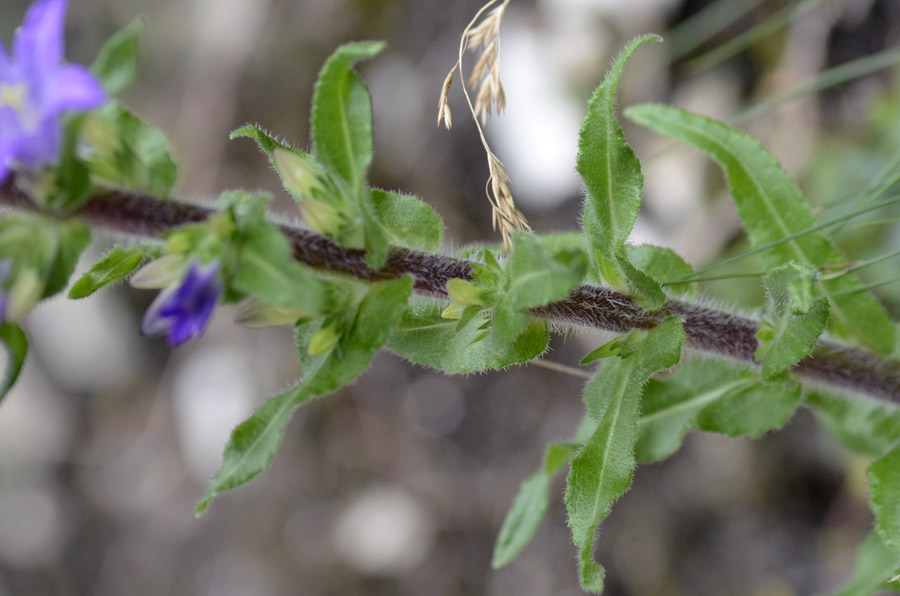 Campanula spicata  / Campanula spigata